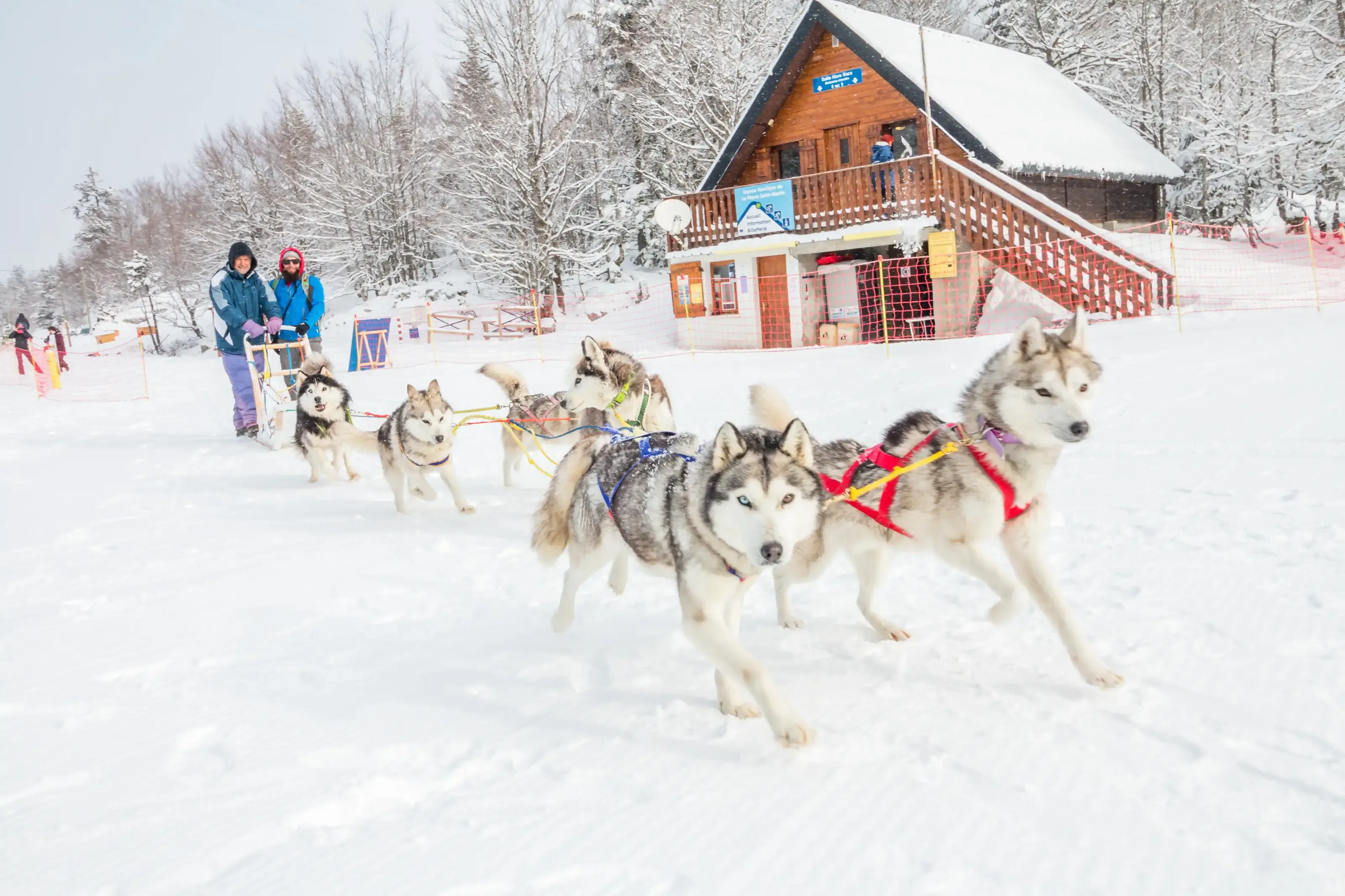 Un attelage de chiens de traineaux à vive allure sur l'espace nordique de la forêt du Braca